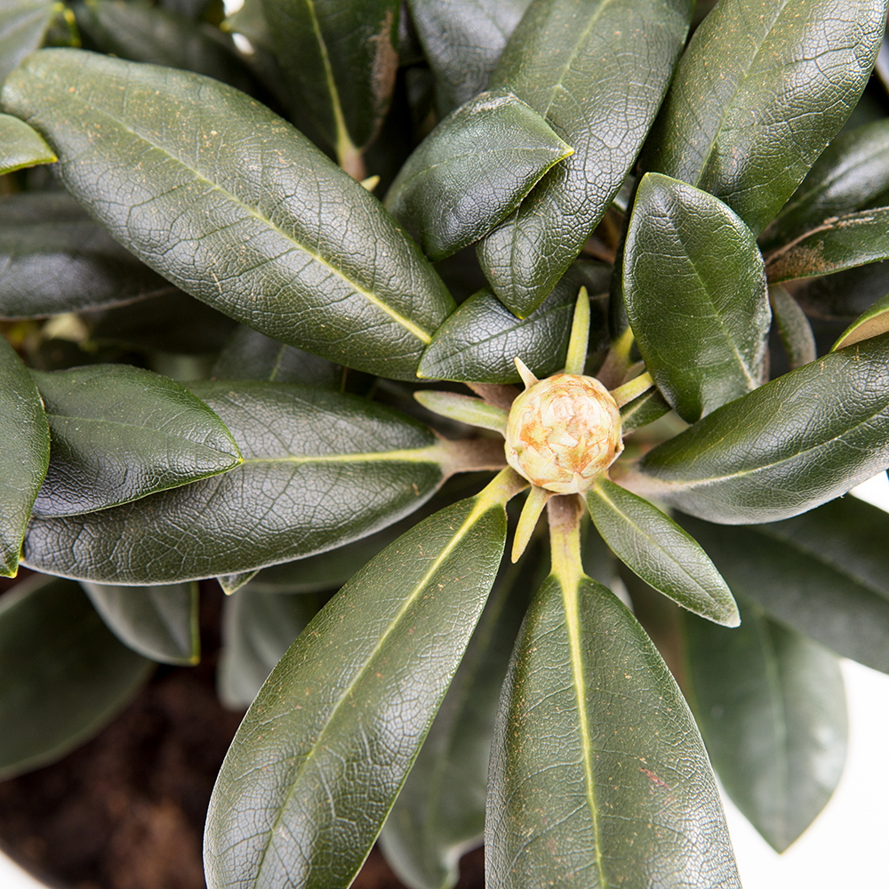 Pěnišník jakušimský 'Kalinka' květináč 5 litrů, výška 25/30cm, keř-2