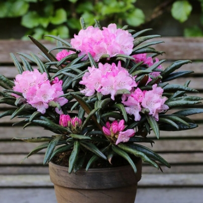 Pěnišníky a azalky - Pěnišník 'Jens Jörgen Sörensen' květináč 4 litry, výška 30/40cm, keř