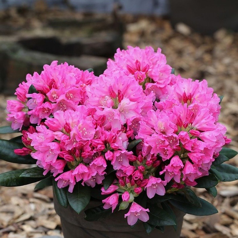 Rostliny - Pěnišník 'Kalinka' kmínek 60cm, květináč 15 litrů