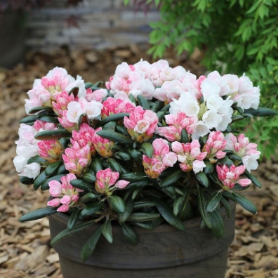 Pěnišníky a azalky - Pěnišník 'Koichiro Wada' květináč 4 litry, výška 30/40cm, keř