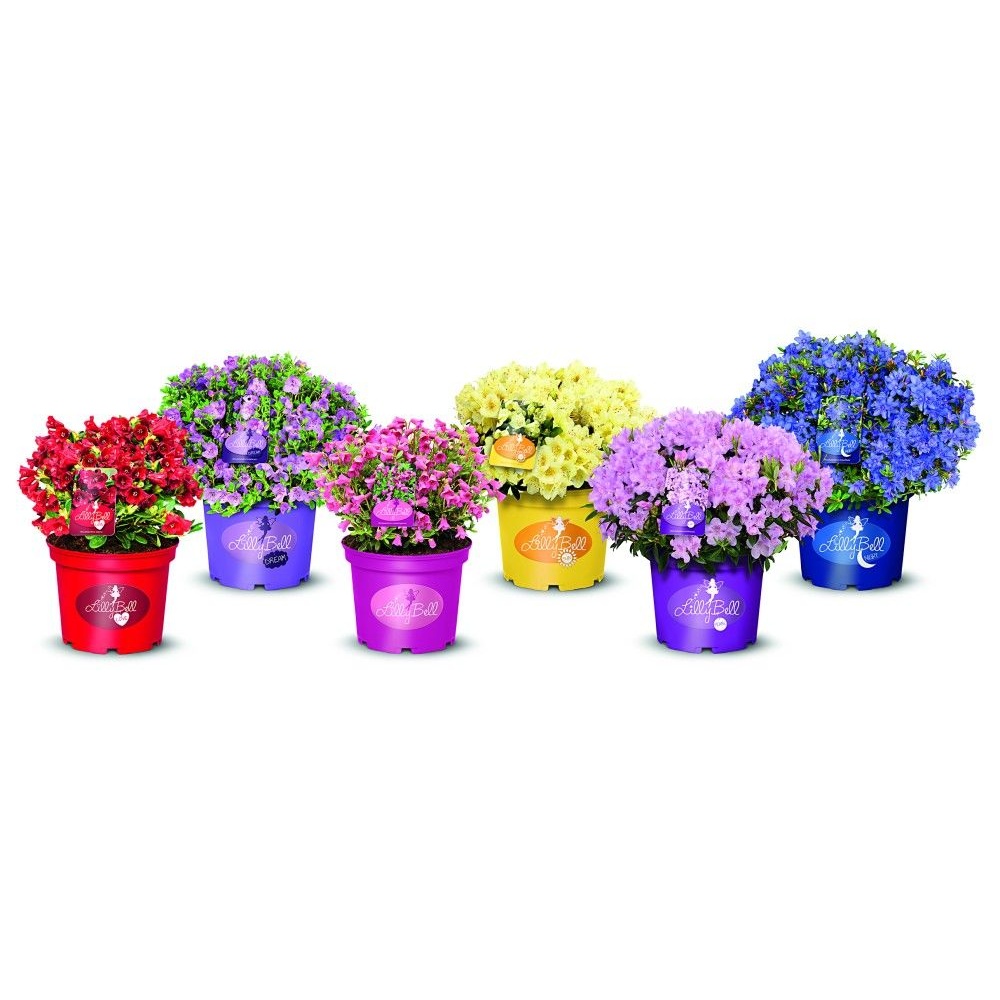 Rostliny - Pěnišník Lilly Bell MIX květináč 3 litry, výška 25/30cm, keř