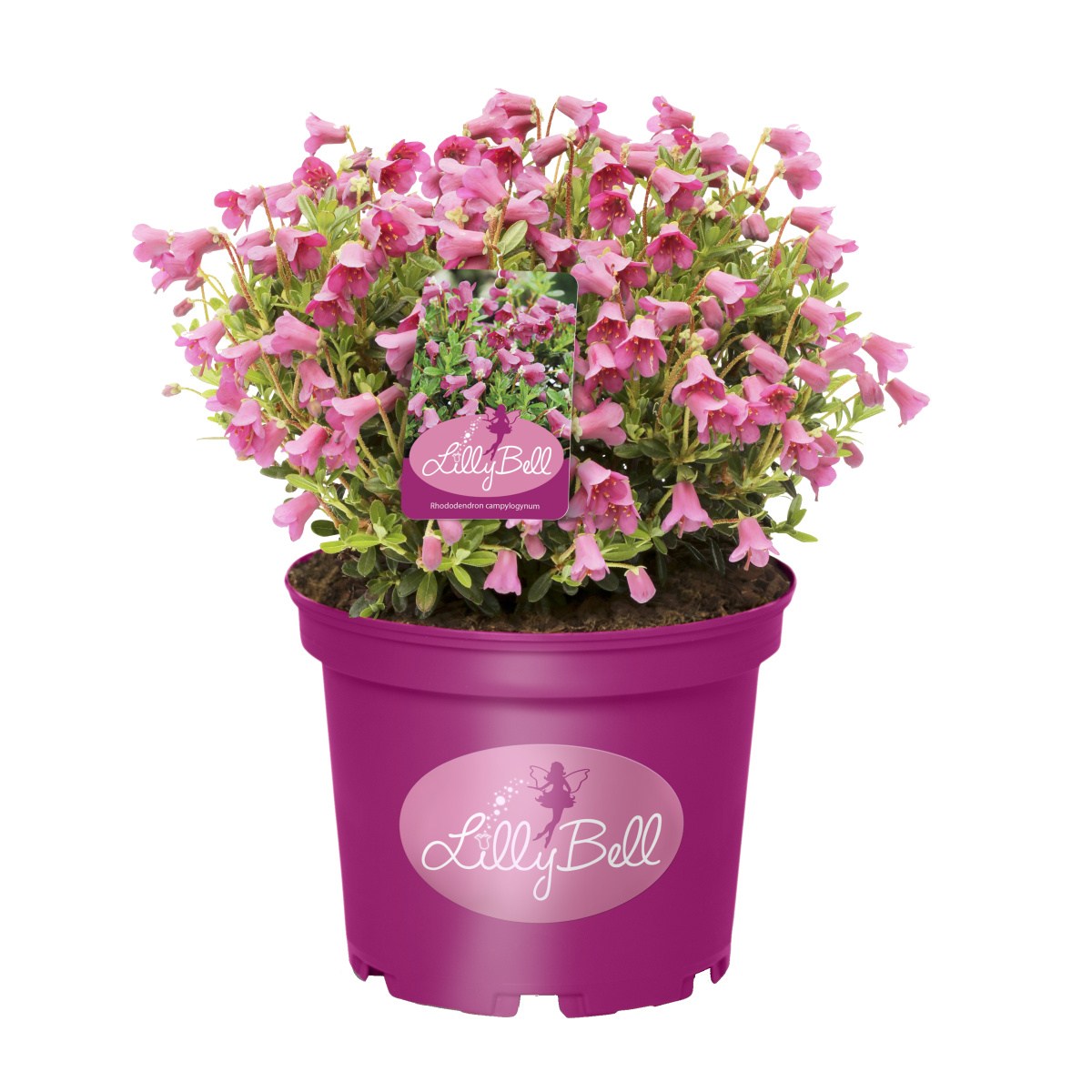 Pěnišníky a azalky - Pěnišník Lilly Bell výška 25-30cm, květináč 3 litry