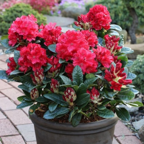 Pěnišníky a azalky - Pěnišník 'Lisetta' květináč 6 litrů, výška 25/30cm, keř