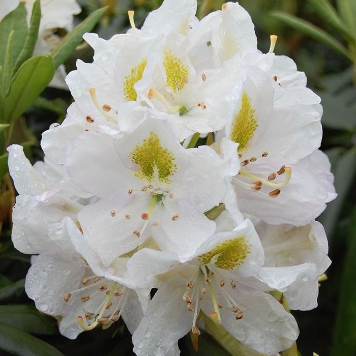 Pěnišníky a azalky - Pěnišník 'Madame Masson' květináč 12 litrů