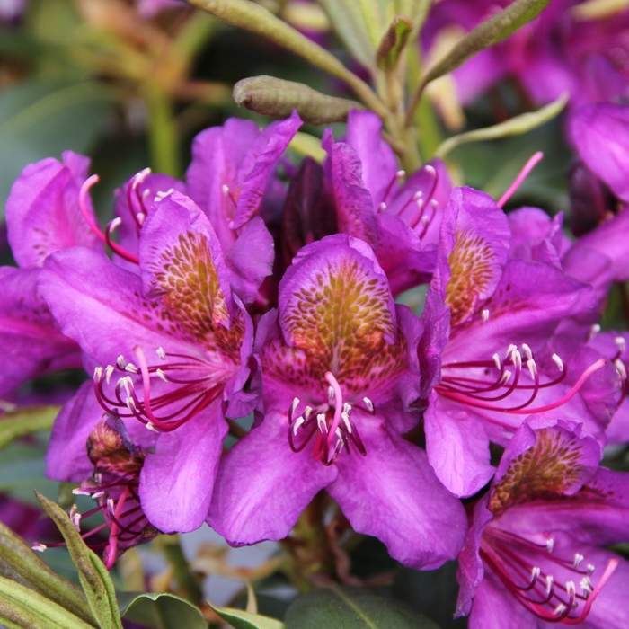 Rostliny - Pěnišník 'Marcel Menard' květináč 5 litrů, výška 30/40cm, keř