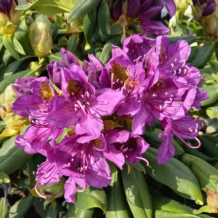 Rostliny - Pěnišník 'Marcel Menard' výška 60/80cm, květináč 20 litrů