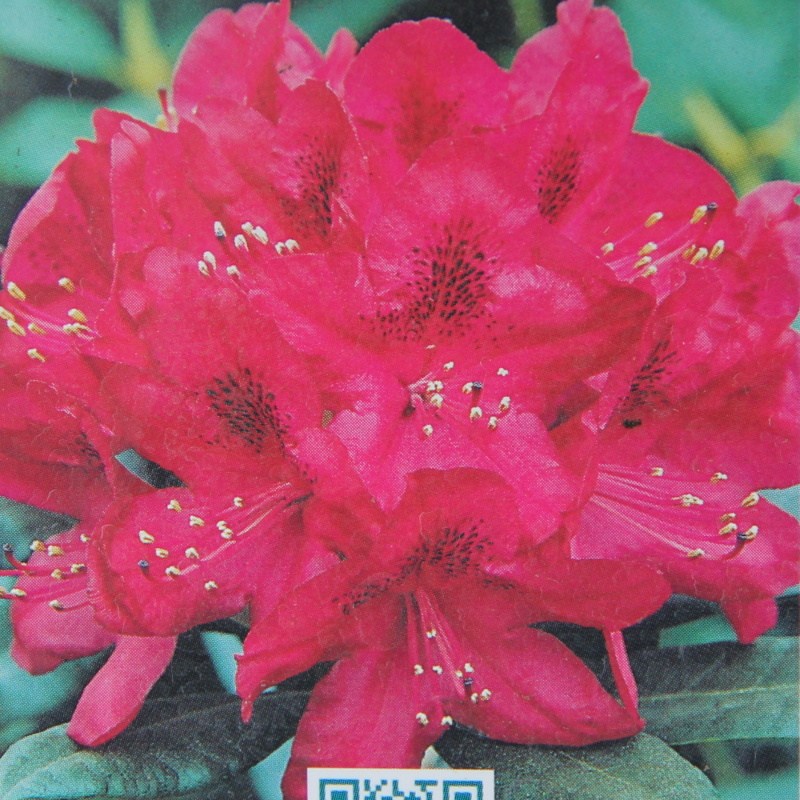 Rostliny - Pěnišník Nova Zembla květináč 4 litry, výška 30/40cm, keř