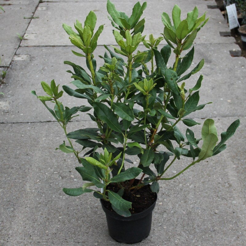 Pěnišník Nova Zembla květináč 4 litry, výška 30/40cm, keř-0