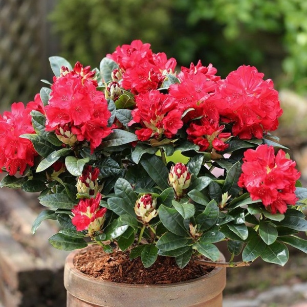 Rostliny - Pěnišník 'Nova Zembla' výška 60/70cm