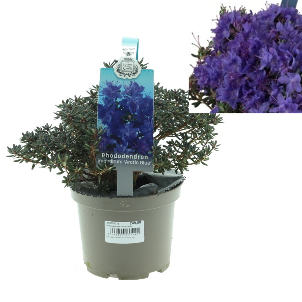 Rostliny - Pěnišník obtížený Arctic Blue výška 20/25cm, 1,5 litru