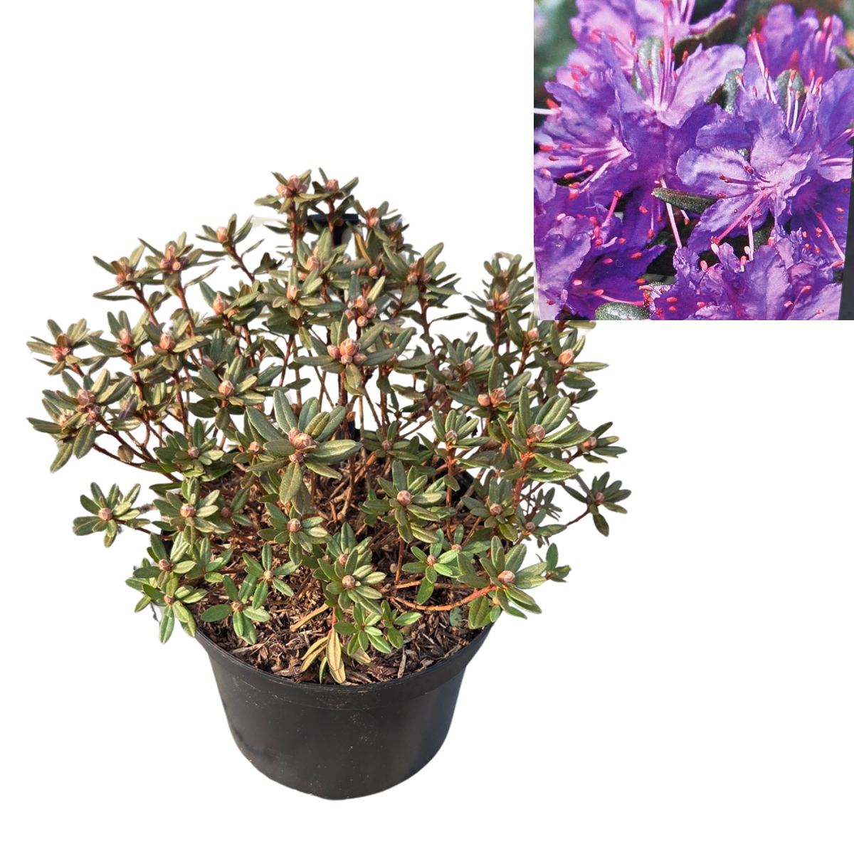 Pěnišníky a azalky - Pěnišník obtížený Azurika výška 25/30cm, květináč 4 litry