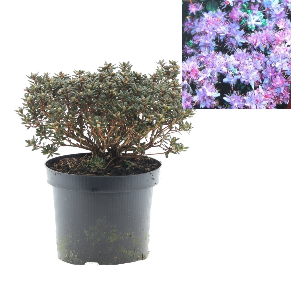 Pěnišníky a azalky - Pěnišník obtížený květináč 2,5 litru, výška 20/25cm, keř