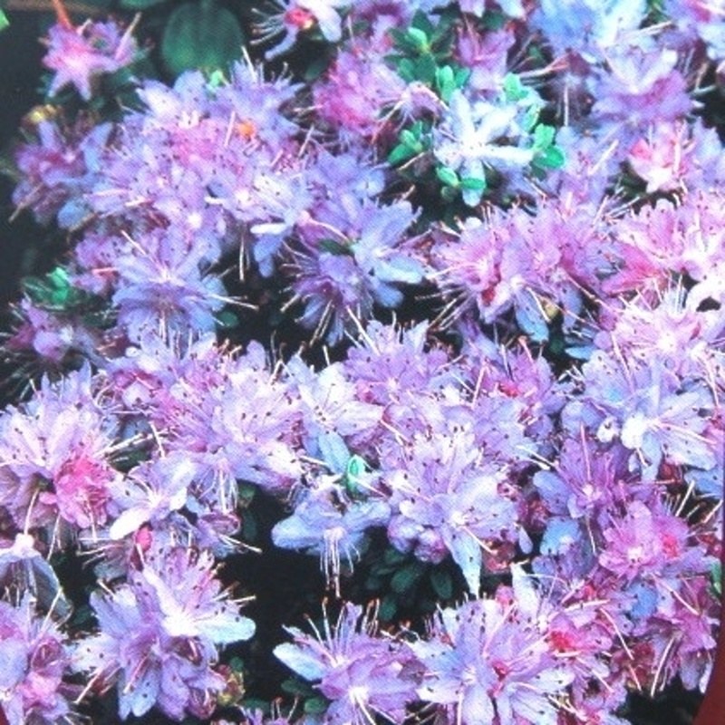 Pěnišník obtížený květináč 2,5 litru, výška 20/25cm, keř-0