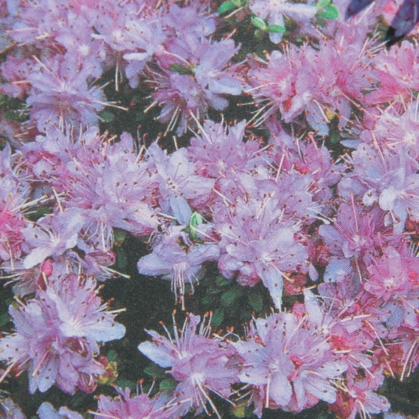 Pěnišník obtížený květináč 2 litry, výška 20/25cm, keř-0