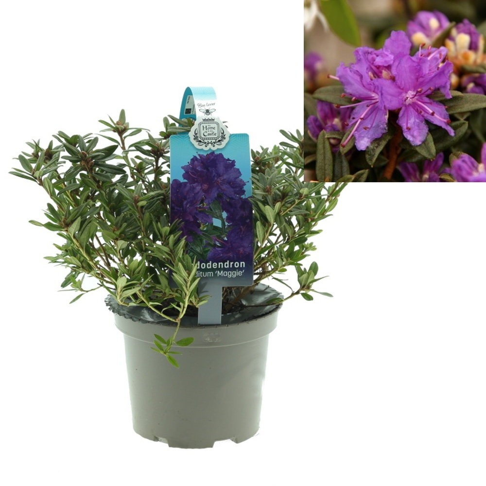 Pěnišníky a azalky - Pěnišník obtížený Maggie květináč 1,5 litru