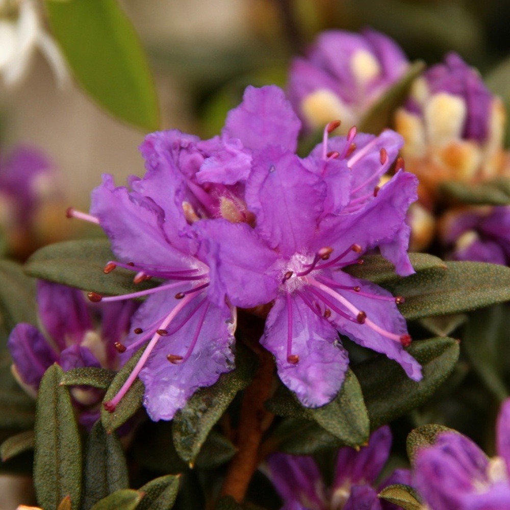 Pěnišník obtížený Maggie květináč 1,5 litru-0