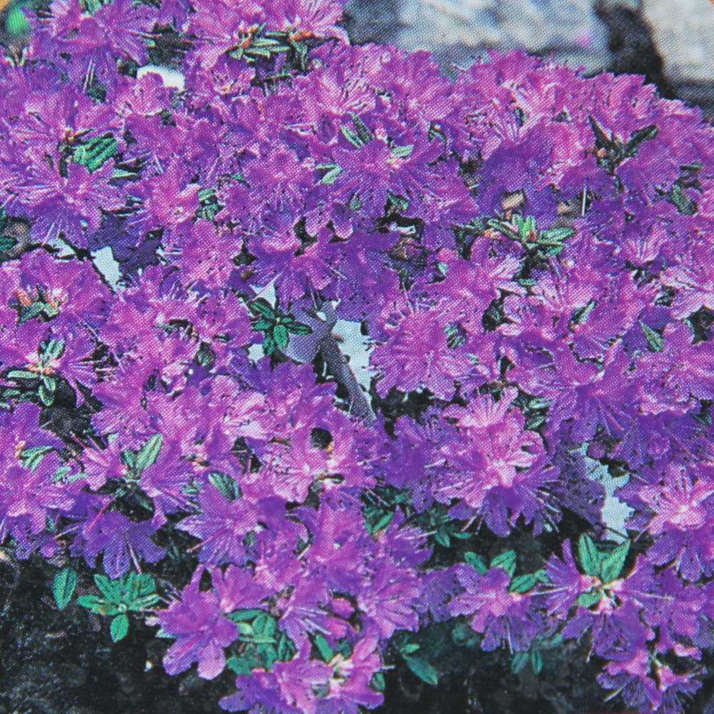 Rostliny - Pěnišník obtížený 'Saint Merryn' květináč 2,5 litru, výška 20/25cm, keř