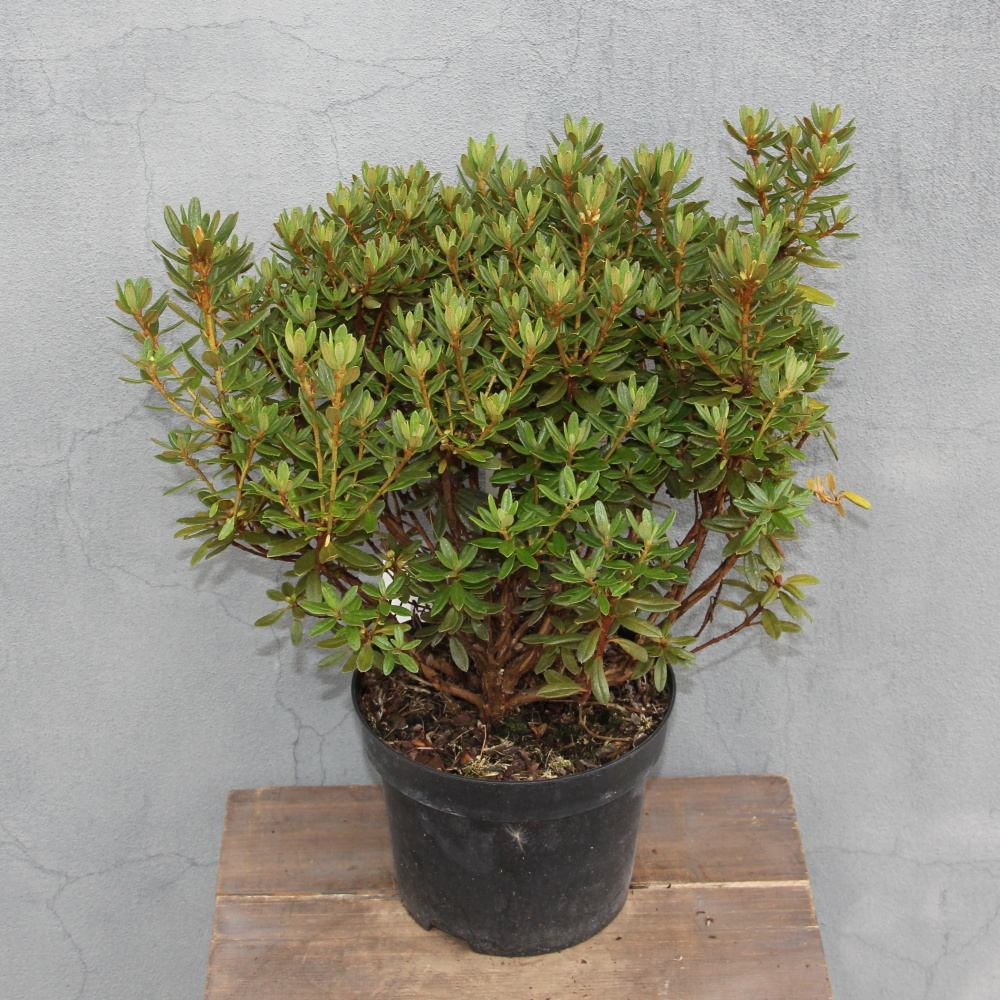 Pěnišník obtížený 'Saint Merryn' květináč 2,5 litru, výška 20/25cm, keř-0