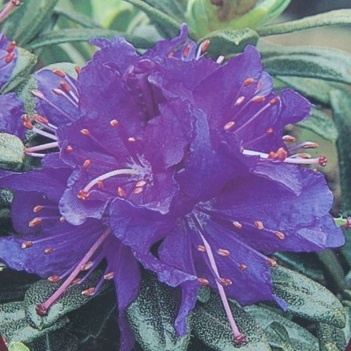 Pěnišníky a azalky - Pěnišník obtíženýAzurika květináč 2,5 litru, výška 20/25cm, keř