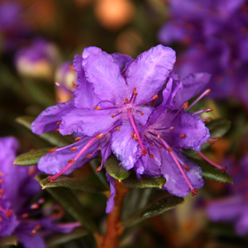 Pěnišník obtíženýAzurika květináč 2,5 litru, výška 20/25cm, keř-0