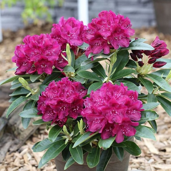 Rostliny - Pěnišník 'Old Port' výška 60/70cm, 20 litrů