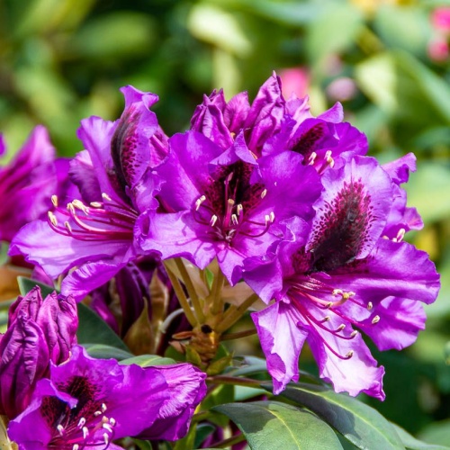 Pěnišníky a azalky - Pěnišník Orakel květináč 5 litrů, výška 40/50cm, keř