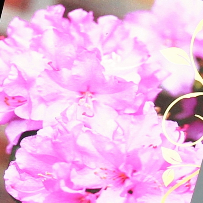 Rostliny - Pěnišník 'P.J.M. Elite' květináč 2,3 litru