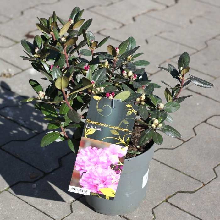 Pěnišník 'P.J.M. Elite' květináč 2,3 litru-1