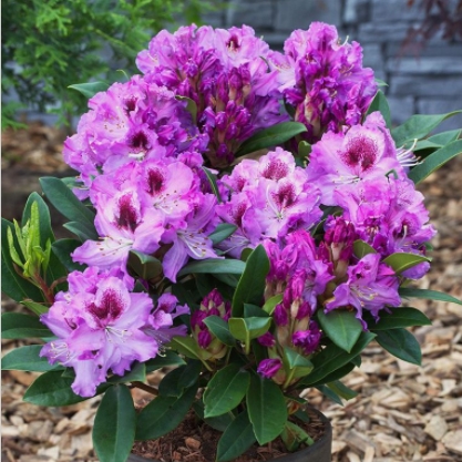 Rostliny - Pěnišník 'Pfauenauge' květináč 5 litrů, výška 30/40cm, keř