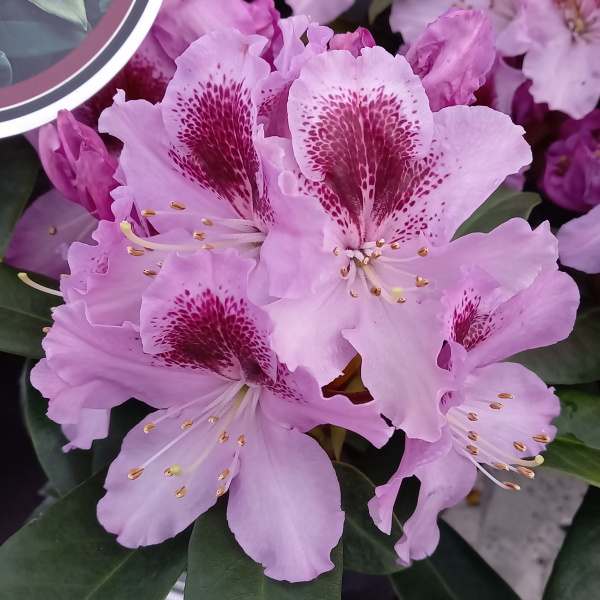 Pěnišník 'Pfauenauge' květináč 5 litrů, výška 30/40cm, keř-0