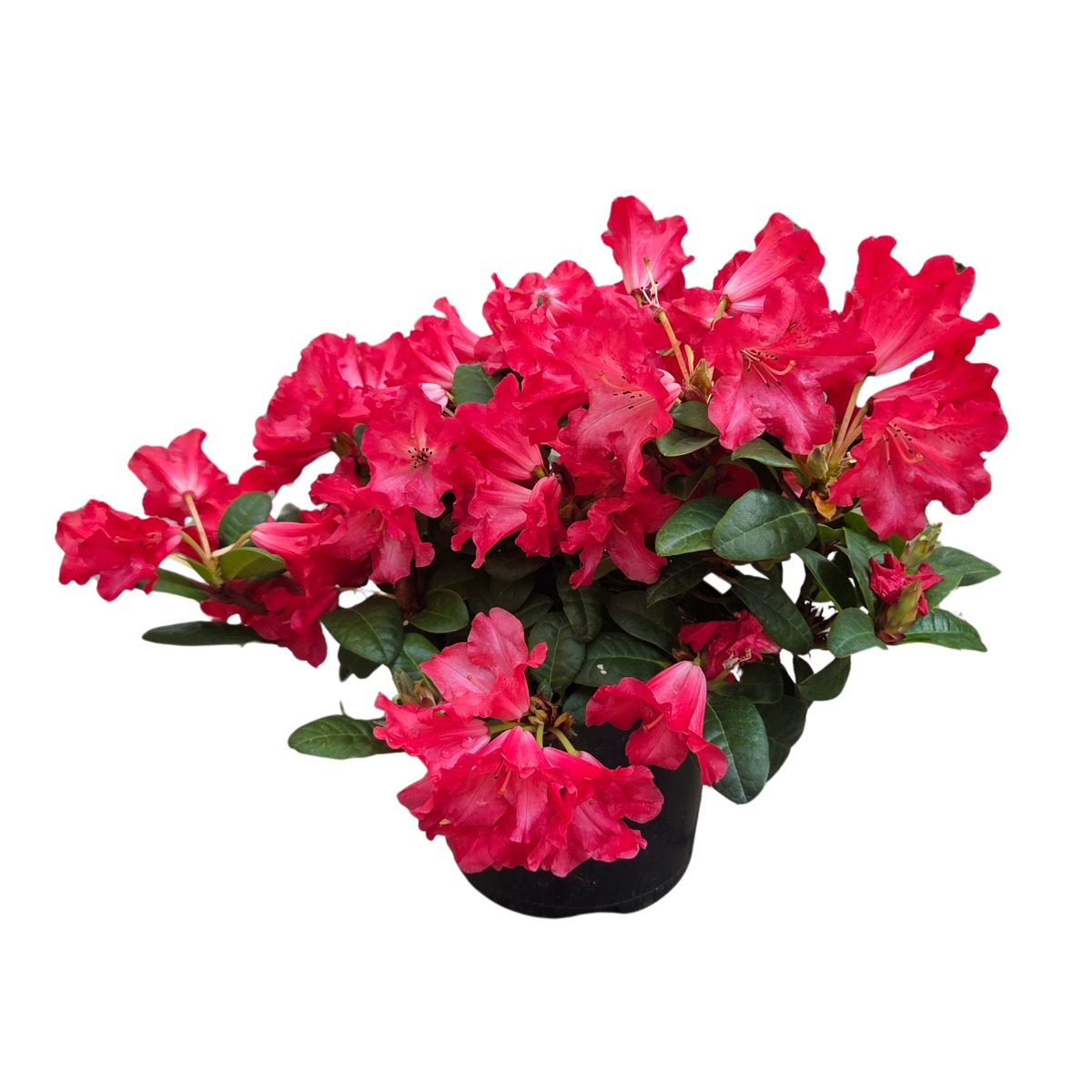 Pěnišníky a azalky - Pěnišník plazivý  Scarlet Wonder květináč 2,5 litru, výška 20/25cm, keř