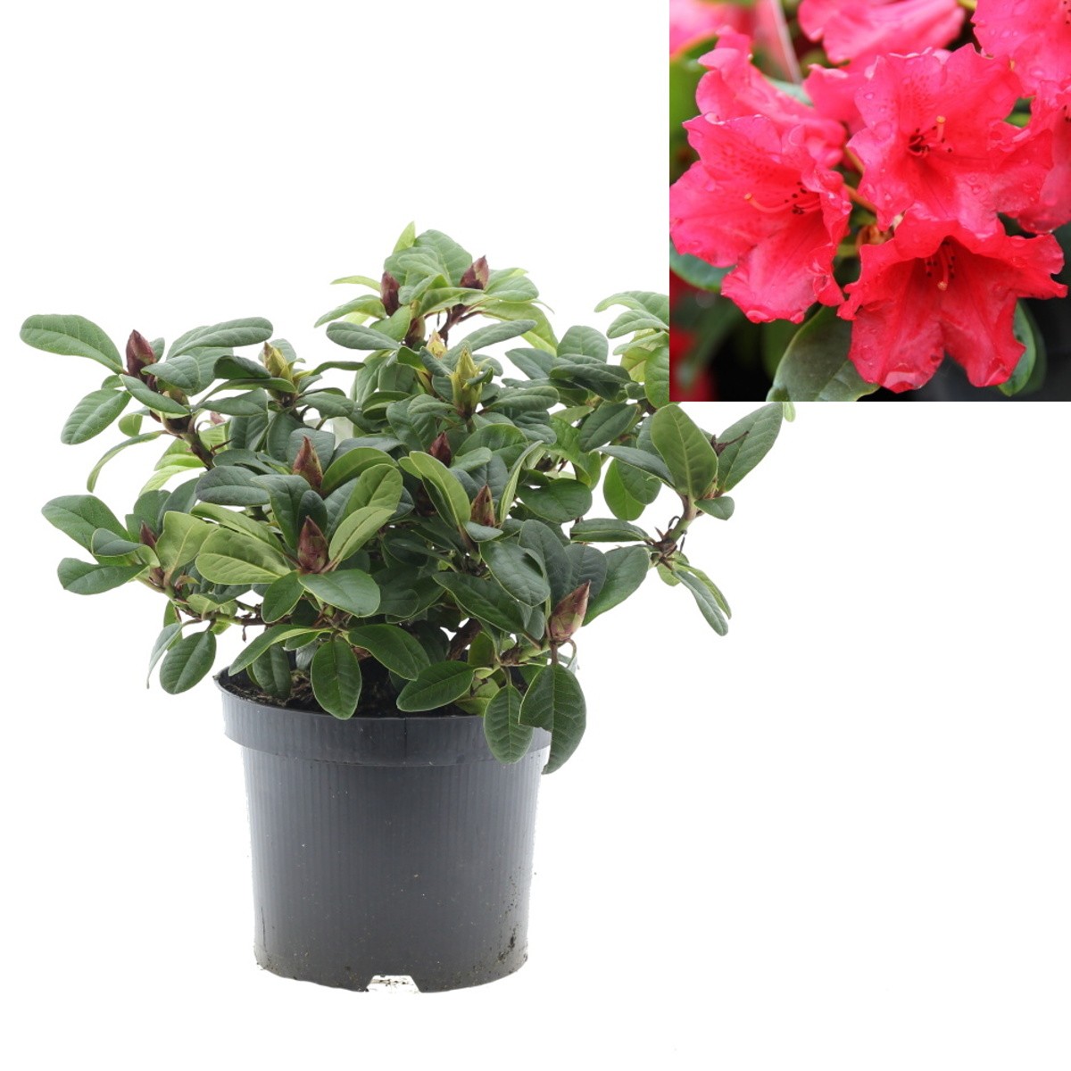 Rostliny - Pěnišník plazivý  Scarlet Wonder květináč 2,5 litru, výška 20/25cm, keř