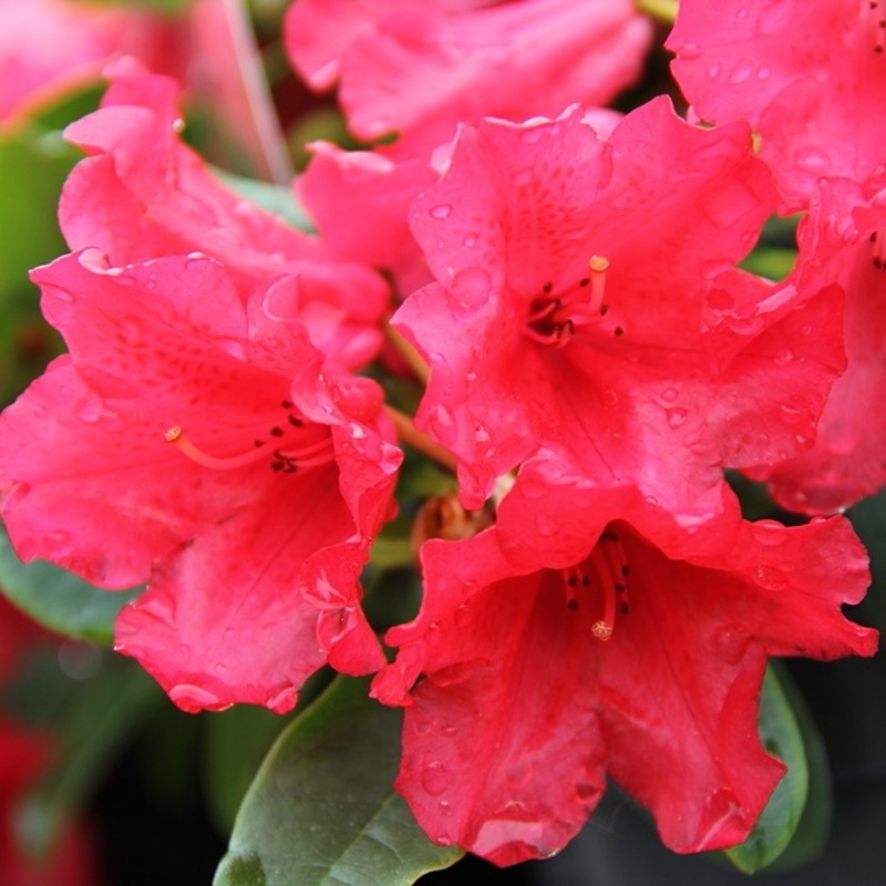 Pěnišník plazivý  Scarlet Wonder květináč 2,5 litru, výška 20/25cm, keř-0