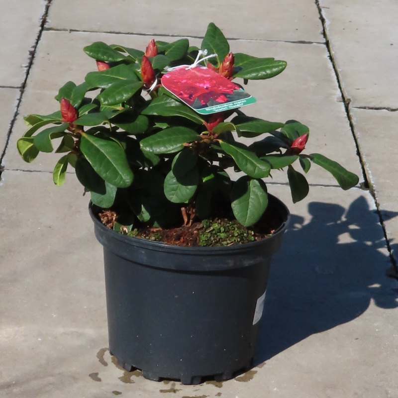 Pěnišník plazivý  Scarlet Wonder květináč 2 litry, výška 20/25cm, keř-0