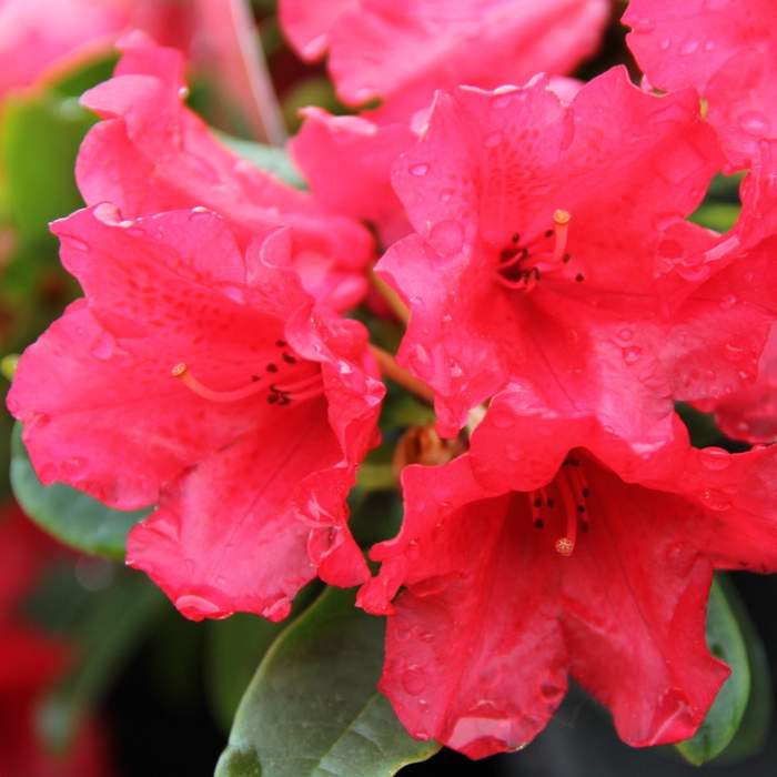 Rostliny - Pěnišník plazivý  'Scarlet Wonder' květináč 5 litrů, výška 30/40cm, keř