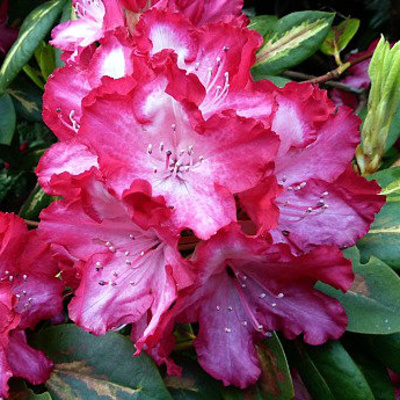 Pěnišníky a azalky - Pěnišník 'President Roosevelt' květináč 3 litry, výška 25/30cm, keř