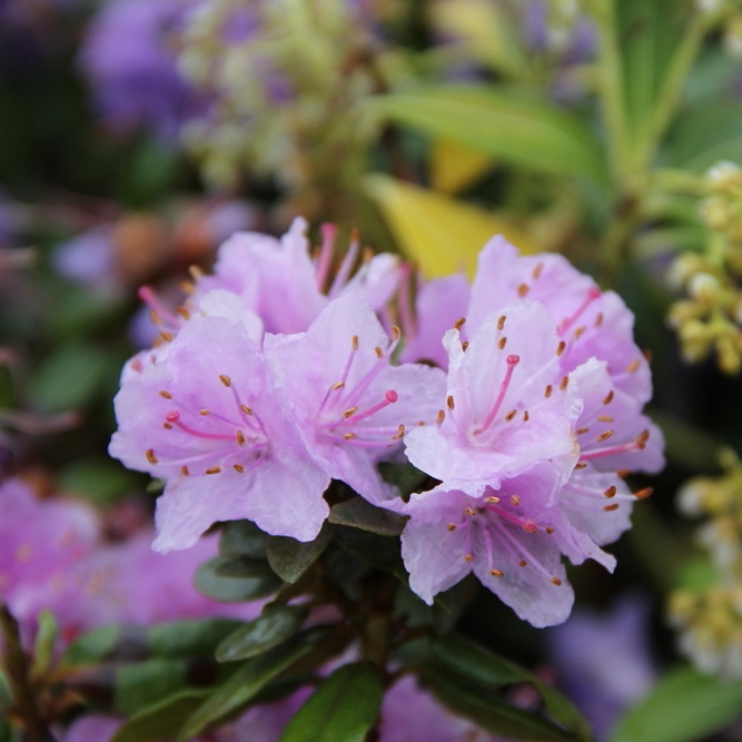 Rostliny - Pěnišník 'Ramapo' květináč 2 litry, výška 20/25cm, keř