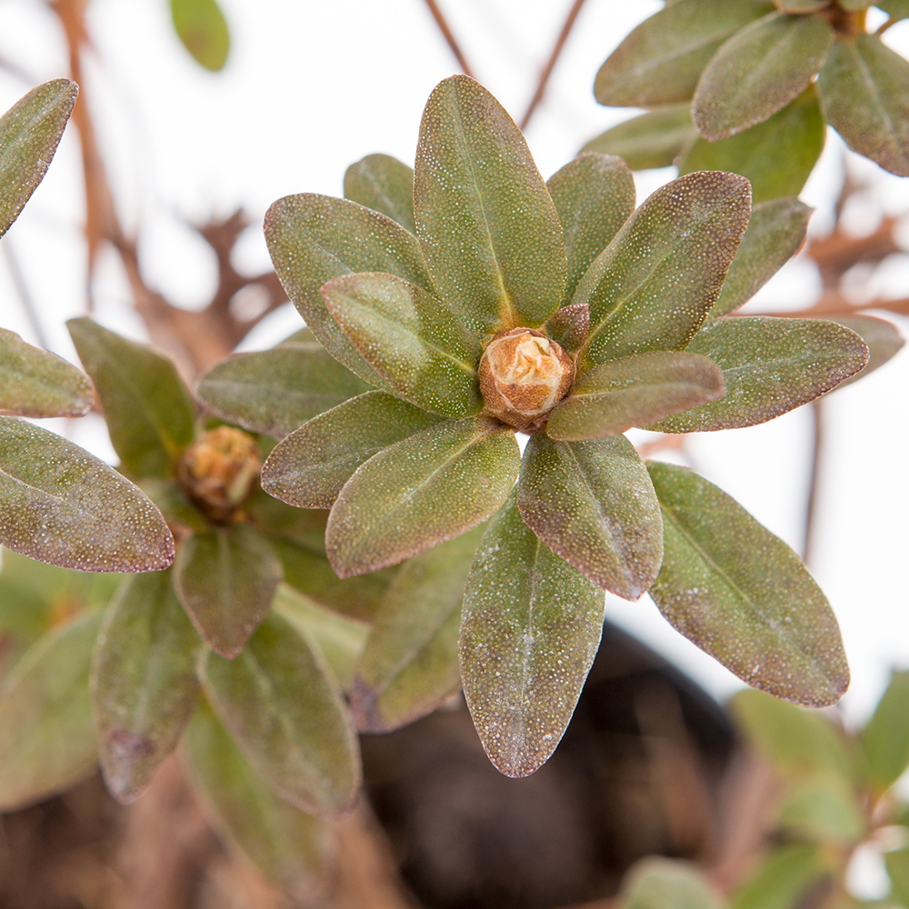 Pěnišník 'Ramapo' květináč 2 litry, výška 20/25cm, keř-0