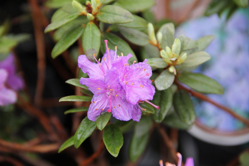 Pěnišník 'Ramapo' květináč 2 litry, výška 20/25cm, keř-1