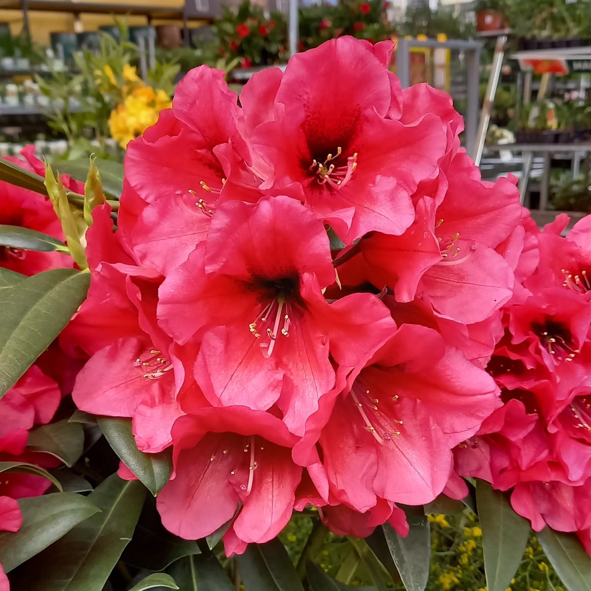 Pěnišníky a azalky - Pěnišník Red Devil květináč 5 litrů