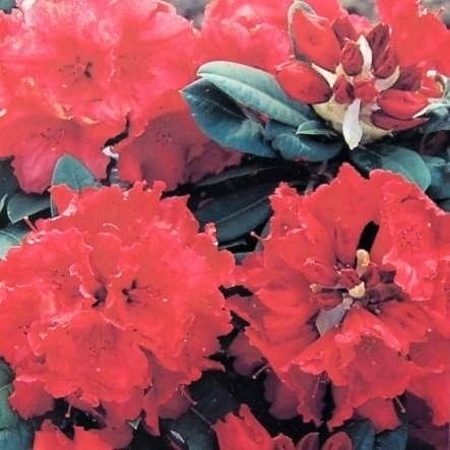 Pěnišníky a azalky - Pěnišník 'Red Jack' květináč 5 litrů, výška 40/50cm, keř