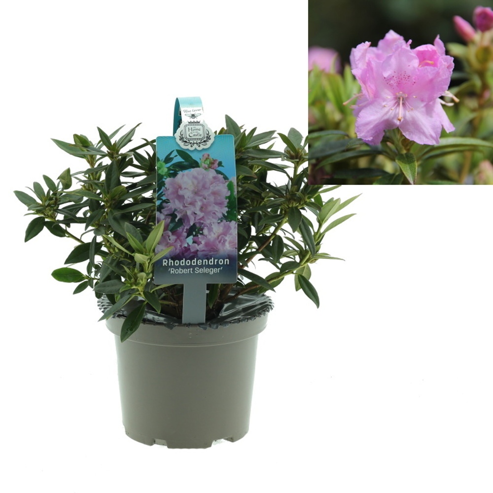 Pěnišníky a azalky - Pěnišník Robert Seleger květináč 1,5 litru, výška 20/25cm, keř