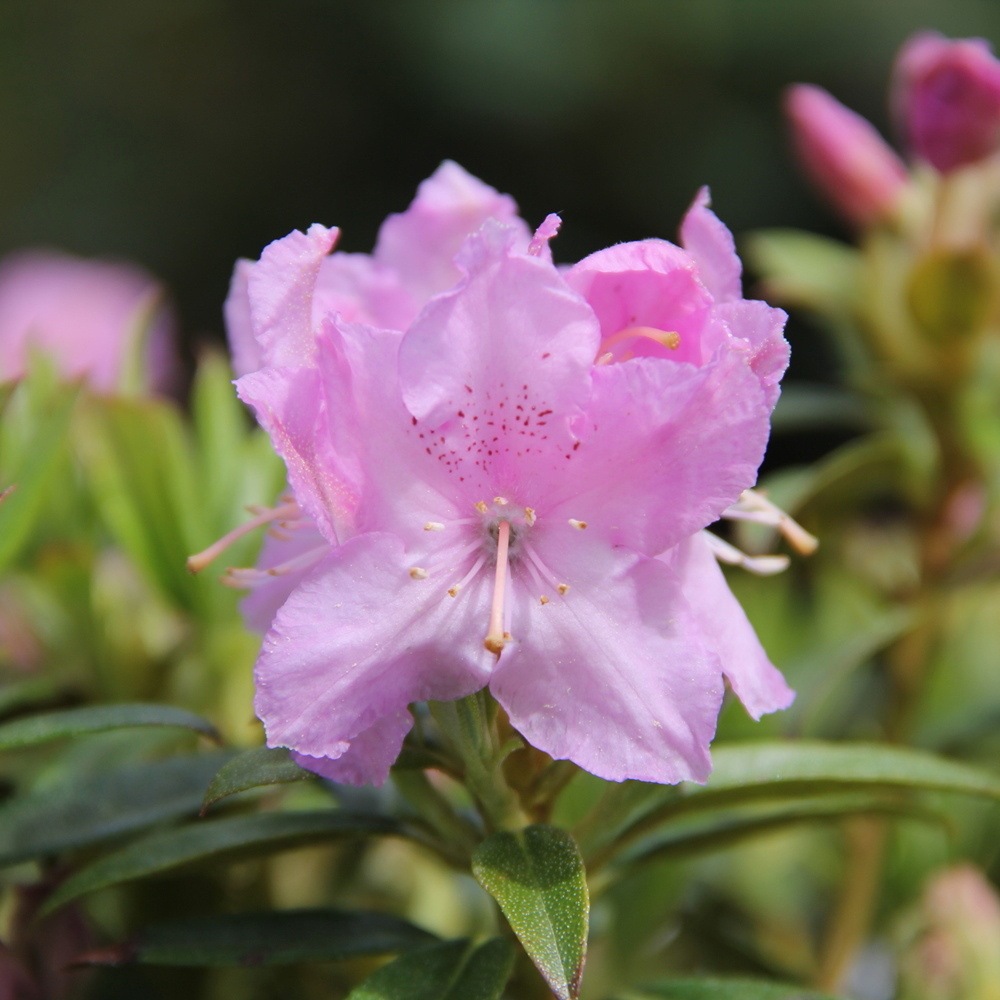 Pěnišník Robert Seleger květináč 1,5 litru, výška 20/25cm, keř-0