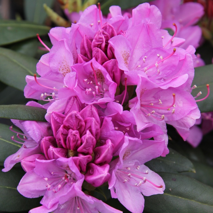 Pěnišníky a azalky - Pěnišník Roseum Elegance květináč 4 litry, výška 30/40cm, keř