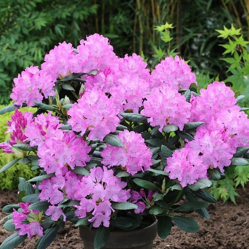 Pěnišníky a azalky - Pěnišník 'Roseum Elegans' výška 50/60cm, květináč 15 litrů