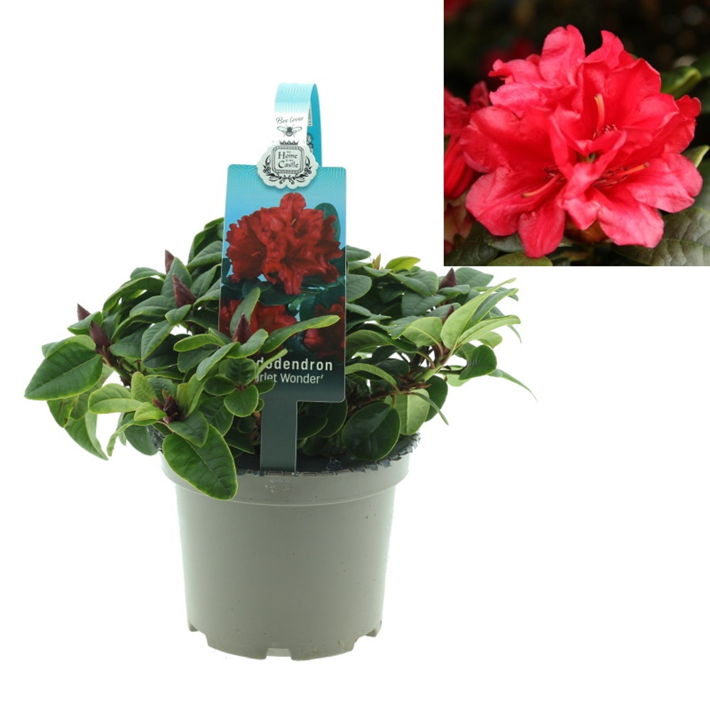 Pěnišníky a azalky - Pěnišník Scarlet Wonder květináč 1,5 litru, výška 20/25cm, keř