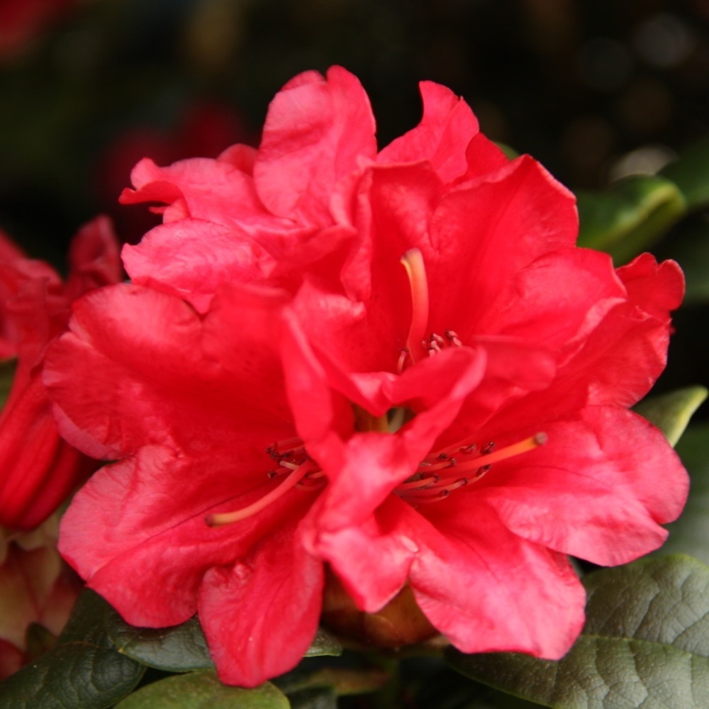 Pěnišník Scarlet Wonder květináč 1,5 litru, výška 20/25cm, keř-0