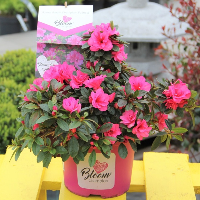 Pěnišník tupý 'BloomChampion Fuchsia' květináč 3 litry, výška 25/30cm, keř-0