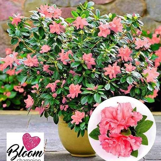 Rostliny - Pěnišník tupý 'Bloomchampion Pink' květináč 3 litry, výška 25/30cm, keř