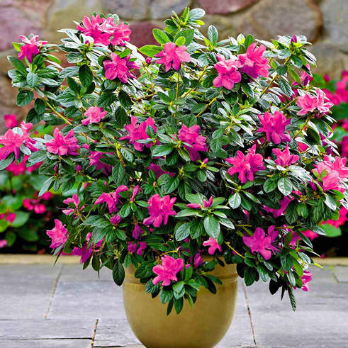 Rostliny - Pěnišník tupý 'BloomChampion Purple' květináč 10 litrů, výška 35/45cm, keř